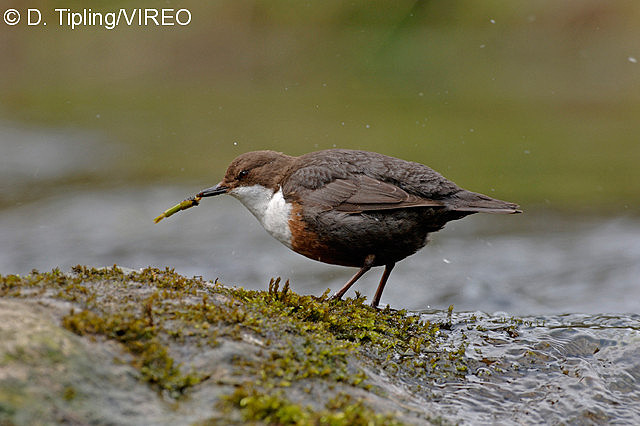 White-throated Dipper t08-13-218.jpg